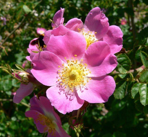 Sweet Briar Id Button Rose Hybrid Pink Plant