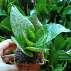 Dwarf Green Snake Healthy Plant - Image 3