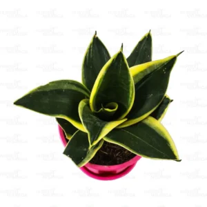 Dwarf Golden Snake Healthy Plant - Image 2