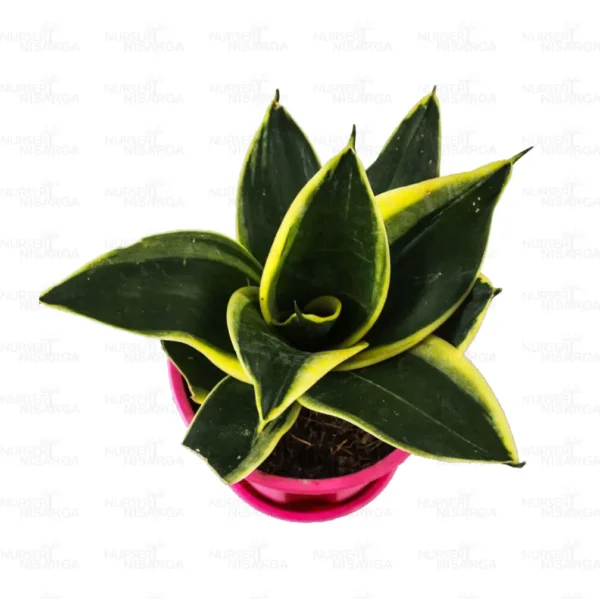 Dwarf Golden Snake Healthy Plant