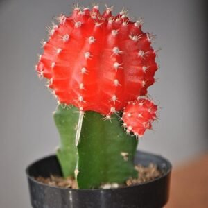 Grafted Colorful Moon Cactus Healthy Plant - Image 4