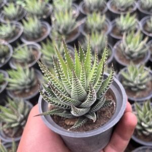 Zebra Haworthia Succulent Indoor Plant - Image 4