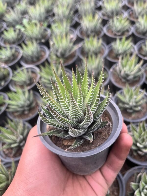 Zebra Haworthia Succulent Indoor Plant