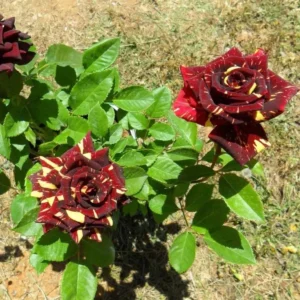 Abracadabra Id Hybrid Rose Healthy Plant - Image 2