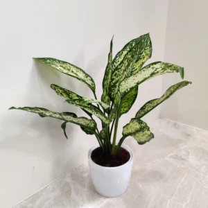 Aglaonema Snow White Indoor Healthy Plant - Image 2