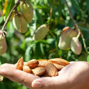 Almond/Nattu Badam/Kadu Badam/Kath Badam Healthy Live Plant