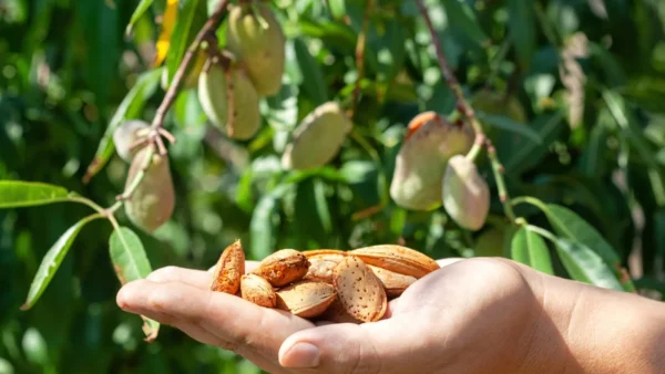 Almond/Nattu Badam/Kadu Badam/Kath Badam Healthy Live Plant