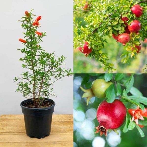 Pomegranate/Anar Hybrid Grafted Healthy Plant