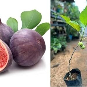Anjeer/Athi Pallu/Anjura/Figs Original Healthy Live Plant - Image 3