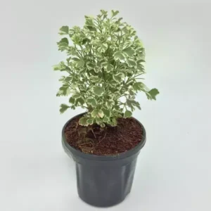 Aralia White Variegated Healthy Indoor Plant