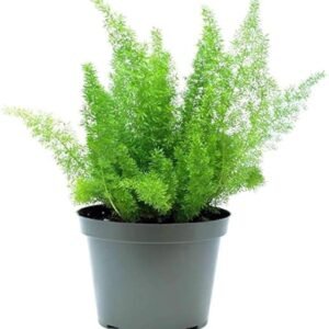 Asparagus Densiflorus Fern Indoor Plant