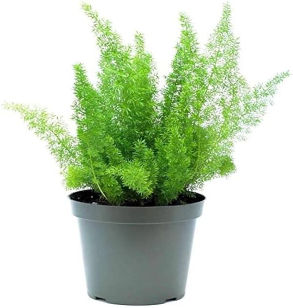 Asparagus Densiflorus Fern Indoor Plant