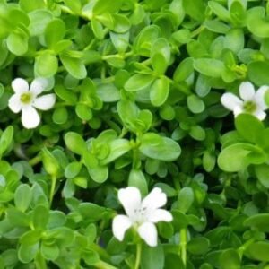 Brahmi/Nirpirami/Bramai (Bacopa monnieri) Live Healthy Herbal Plant - Image 2