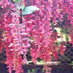 Indrapushpa/Sehra Bel/Chonga Lota scarlet Clock Vine Healthy Plant - Image 3