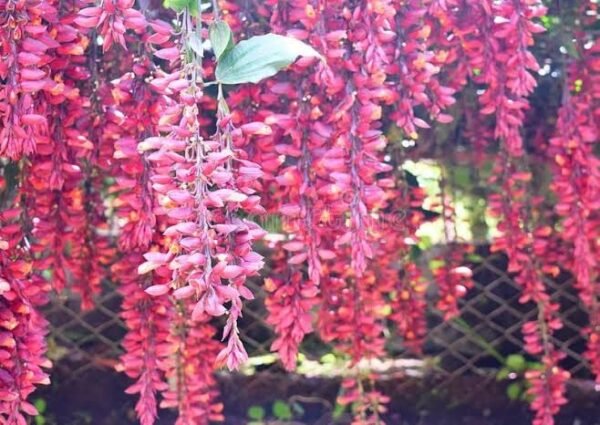 Indrapushpa/Sehra Bel/Chonga Lota scarlet Clock Vine Healthy Plant