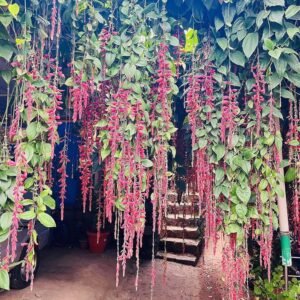 Indrapushpa/Sehra Bel/Chonga Lota scarlet Clock Vine Healthy Plant - Image 2