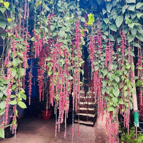 Indrapushpa/Sehra Bel/Chonga Lota scarlet Clock Vine Healthy Plant