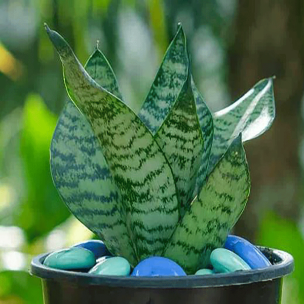 Dwarf Green Snake Healthy Plant