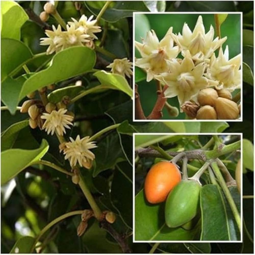 Bakul/Maulsari/Bullet wood Mimusops Elengi Healthy Plant