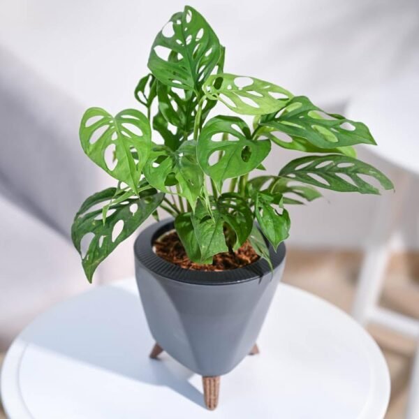 Monstera Adansonil(Broken Heart) Healthy Live Plant