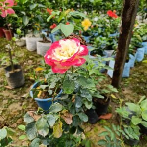 Double Delight Id Hybrid Rose Healthy Plant - Image 2