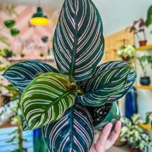 Calathea Ornata Pinstripe Indoor Plant - Image 3
