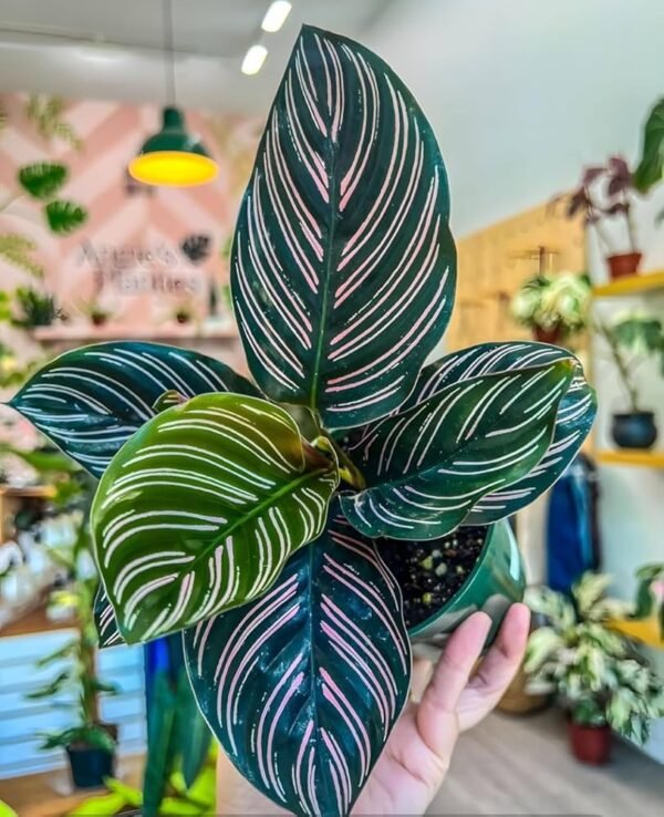 Calathea Ornata Pinstripe Indoor Plant