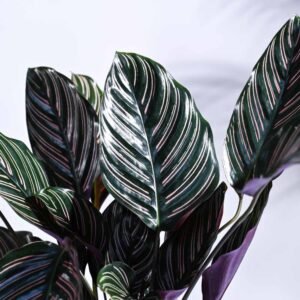 Calathea Ornata Pinstripe Indoor Plant - Image 2