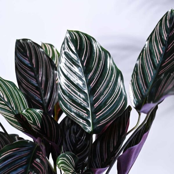 Calathea Ornata Pinstripe Indoor Plant