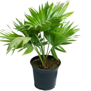 China Fan Palm Indoor plant