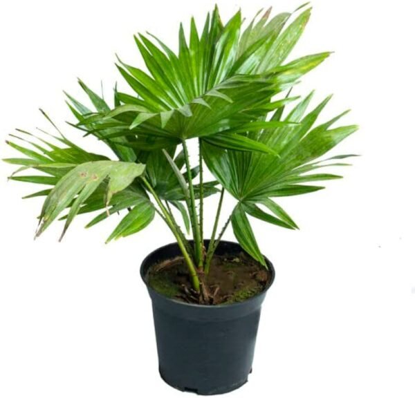 China Fan Palm Indoor plant