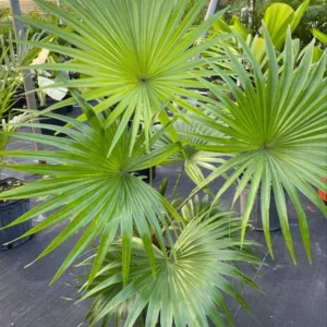 China Fan Palm Indoor plant - Image 2