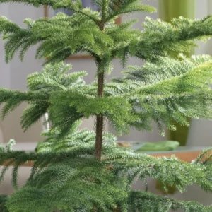 Araucaria/Christmas Ornamental Heathy Plant - Image 2