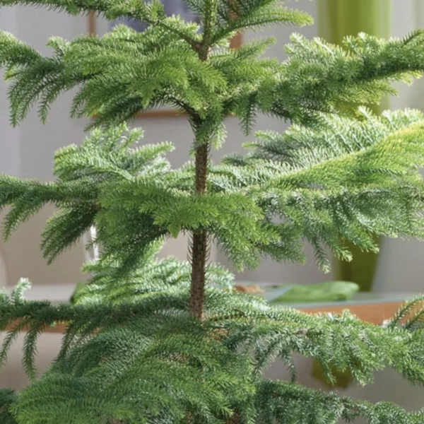 Araucaria/Christmas Ornamental Heathy Plant