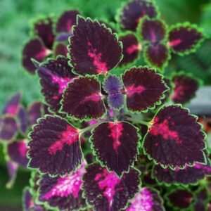 Coleus Hybrid Red Healthy Plant - Image 2