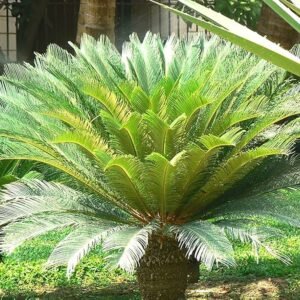 Hybrid Cycas/Sago Palm Ornamental Indoor Plant - Image 2