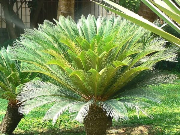 Hybrid Cycas/Sago Palm Ornamental Indoor Plant