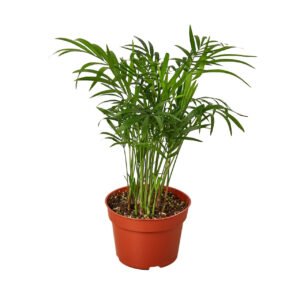 Dwarf Mini Parlor Palm (Chamaedorea elegans) Indoor Plant - Image 2