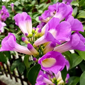 Garlic Vine/Bellulli balli/Vellulli kodi/Lasun Lata Healthy Flower Plant - Image 2