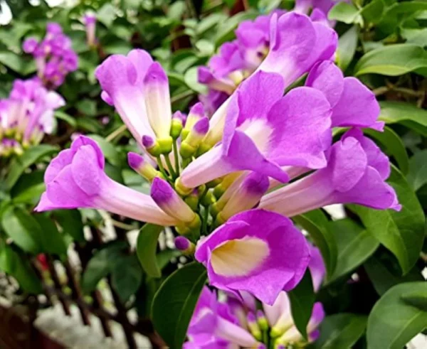 Garlic Vine/Bellulli balli/Vellulli kodi/Lasun Lata Healthy Flower Plant