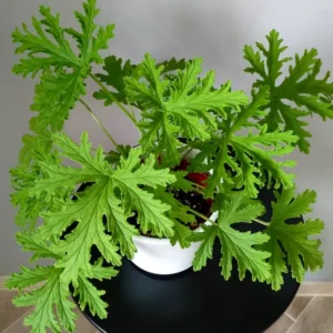 Scented Geranium(citronella) Odomos Indoor Plant - Image 2