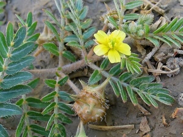 Organic Gokharu/Gokhru Whole Dried Panchang
