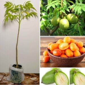 Hybrid Hog Plum/Amra Fruit Healthy Plant - Image 2