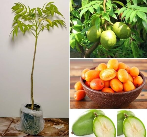 Hybrid Hog Plum/Amra Fruit Healthy Plant