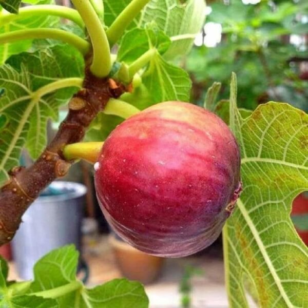 Anjeer/Athi Pallu/Anjura/Figs Original Healthy Live Plant