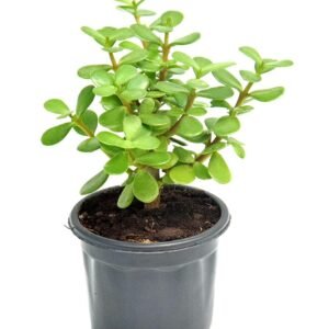 Jade/kuber Crassula Ovata Healthy Plant - Image 3