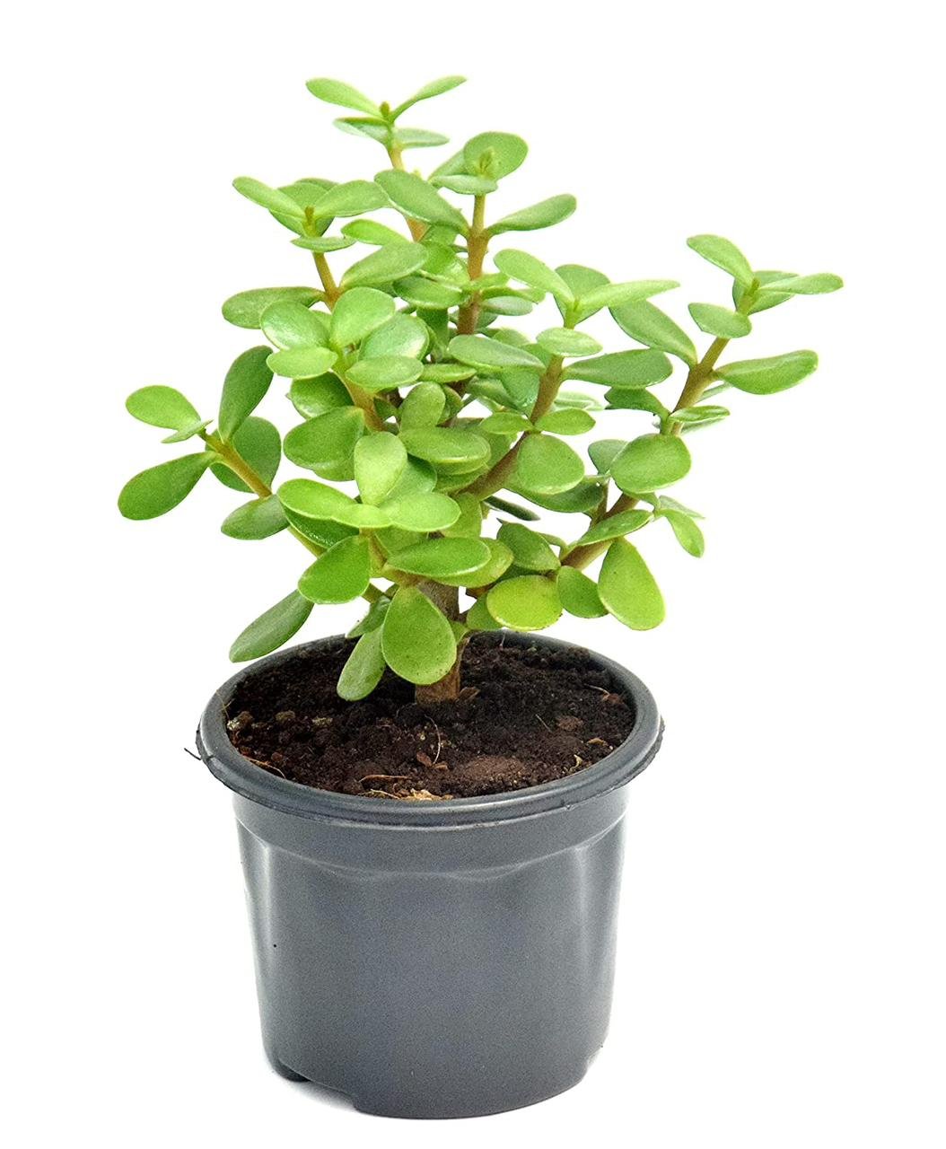 Jade/kuber Crassula Ovata Healthy Plant - Image 3