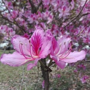 Kachnar/Kanchan/Mandarai Bauhinia AcuminataFlower Healthy Live Plant