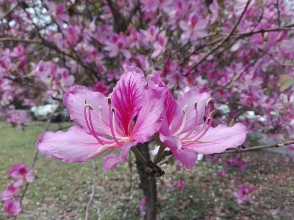 Kachnar/Kanchan/Mandarai Bauhinia AcuminataFlower Healthy Live Plant