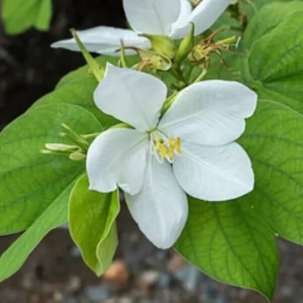 Kachnar/Kanchan/Mandarai Bauhinia AcuminataFlower Healthy Live Plant